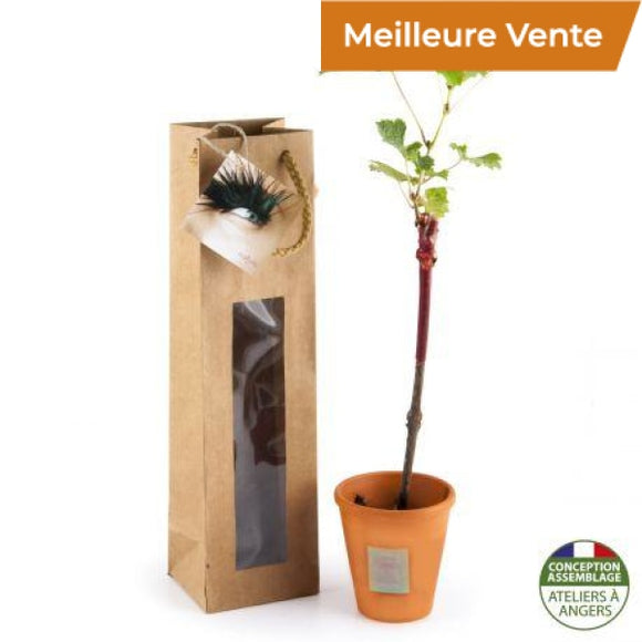 Cep De Vigne En Pot Terre Cuite Et Sac Kraft Prestige Brun Plantes Publicitaires