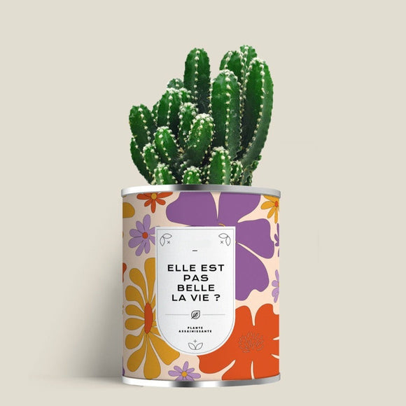 Plante (cactus ou aloé) personnalisable fabrication France 🇫🇷