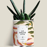 Plante (cactus ou aloé) personnalisable fabrication France 🇫🇷