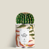 Plante (cactus ou aloé) personnalisable fabrication France 🇫🇷