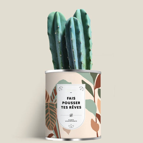 Plante (cactus ou aloé) personnalisable fabrication France 🇫🇷