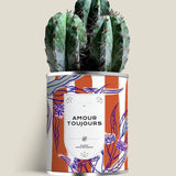 Plante (cactus ou aloé) personnalisable fabrication France 🇫🇷