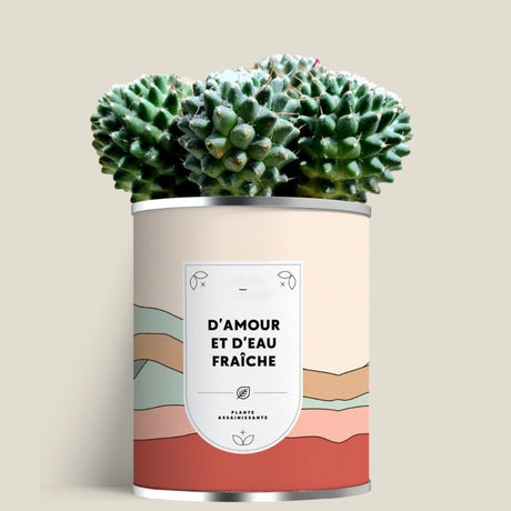 Plante (cactus ou aloé) personnalisable fabrication France 🇫🇷