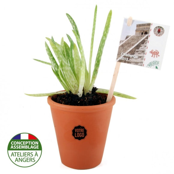 Aloe Vera En Pot Personnalisable Plantes Publicitaires