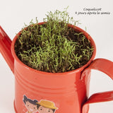 Arrosoir Zinc Avec Graines À Faire Pousser Personnalisable Plantes Publicitaires