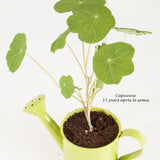 Arrosoir Zinc Avec Graines À Faire Pousser Personnalisable Plantes Publicitaires
