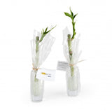 Bambou Deau En Vase Verre Personnalisable Plantes Publicitaires