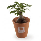 Bonsai En Pot Terre Cuite Personnalisable Plantes Publicitaires