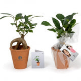 Bonsai En Pot Terre Cuite Personnalisable Plantes Publicitaires