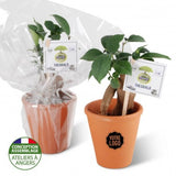Bonsai En Pot Terre Cuite Personnalisable Plantes Publicitaires