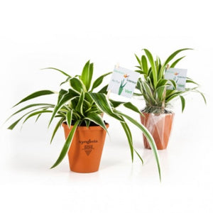 Chlorophytum En Pot Personnalisable Plantes Publicitaires