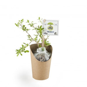 Goji En Pot Kraft Personnalisable Plantes Publicitaires