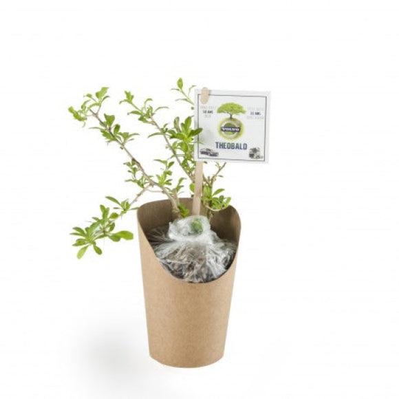 Goji En Pot Kraft Personnalisable Plantes Publicitaires