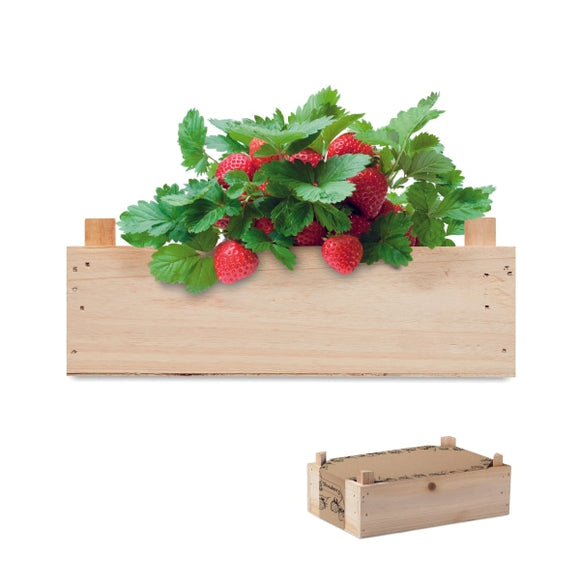 Graines De Fraises Dans Une Cai Strawberry Personnalisable Brown Plein Air