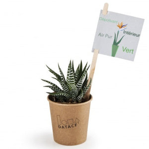 Haworthia En Gobelet Carton Personnalisable Plantes Publicitaires