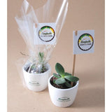 Haworthia En Gobelet Carton Personnalisable Plantes Publicitaires