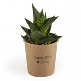 Haworthia En Gobelet Carton Personnalisable Plantes Publicitaires