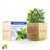 Kit De Plantation Cube En Bois Devenant Un Pot À Crayons Personnalisable Plantes Publicitaires