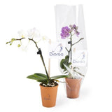 Mini Orchidée En Pot Terre Cuite Personnalisable Plantes Publicitaires