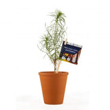 Petit Plant De Pin En Pot Terre Cuite Personnalisable Plantes Publicitaires