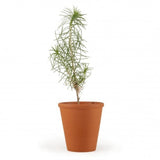 Petit Plant De Pin En Pot Terre Cuite Personnalisable Plantes Publicitaires