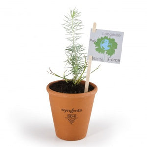 Petit Plant De Pin En Pot Terre Cuite Personnalisable Plantes Publicitaires