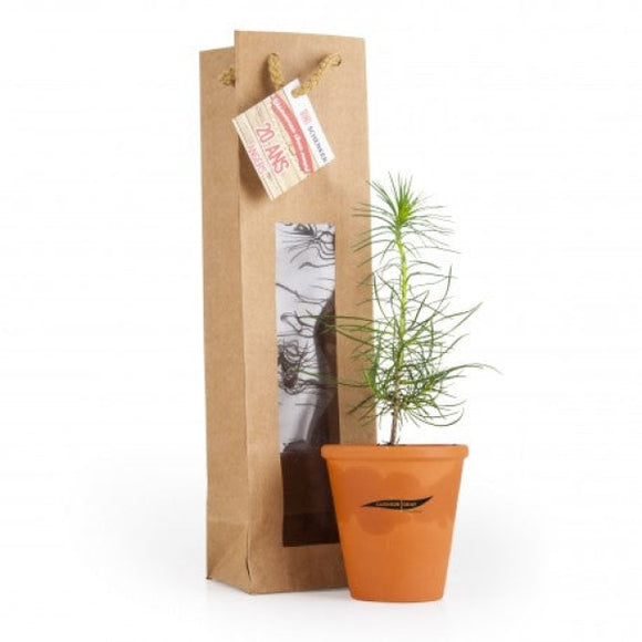 Petit Plant De Pin En Pot Terre Et Sac Kraft Brun Personnalisable Plantes Publicitaires