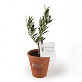Plant Dolivier En Pot Terre Et Sac Prestige Kraft Personnalisable Plantes Publicitaires
