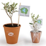Plant Dolivier Pot Terre Cuite Personnalisable Plantes Publicitaires