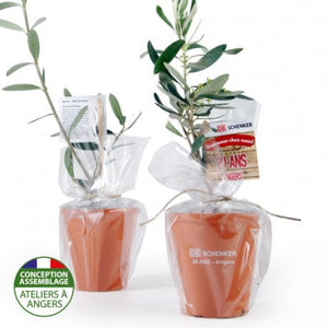 Plant Dolivier Pot Terre Cuite Personnalisable Plantes Publicitaires