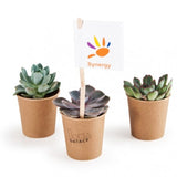 Plante Grasse En Pot Gobelet Carton Personnalisable Plantes Publicitaires