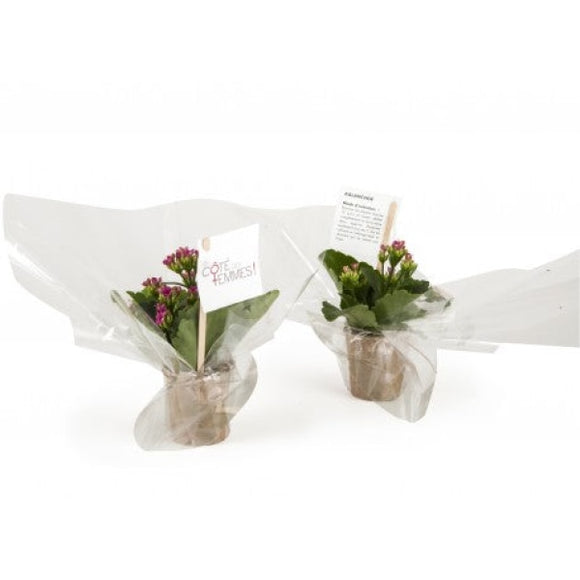 Plante Grasse Fleurie Personnalisable Plantes Publicitaires