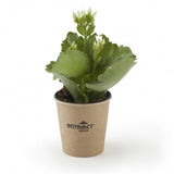 Plante Grasse Fleurie Personnalisable Plantes Publicitaires