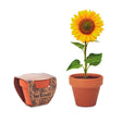 Pot Graines De Tournesol Sunflower Personnalisable Brown Plein Air