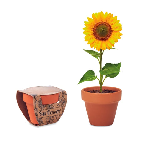Pot Graines De Tournesol Sunflower Personnalisable Brown Plein Air