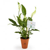 Spathiphyllum En Pot Personnalisable Plantes Publicitaires