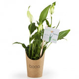 Spathiphyllum En Pot Personnalisable Plantes Publicitaires