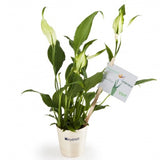 Spathiphyllum En Pot Personnalisable Plantes Publicitaires