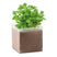 Substrat Avec Graines Basilic. Basil Personnalisable Beige Plein Air