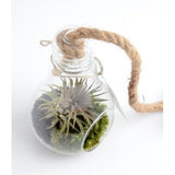 Terrarium Ampoule Et Son Tillandsia Personnalisable Plantes Publicitaires