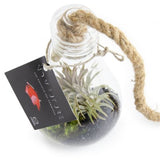Terrarium Ampoule Et Son Tillandsia Personnalisable Plantes Publicitaires