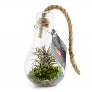 Terrarium Ampoule Et Son Tillandsia Personnalisable Plantes Publicitaires