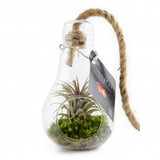 Terrarium Ampoule Et Son Tillandsia Personnalisable Plantes Publicitaires