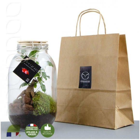 Terrarium Ficus Ginseng 3L Personnalisable Plantes Publicitaires