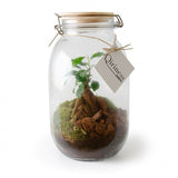 Terrarium Ficus Ginseng 3L Personnalisable Plantes Publicitaires