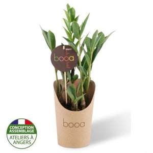 Zamioculcas En Pot Kraft Personnalisable Plantes Publicitaires